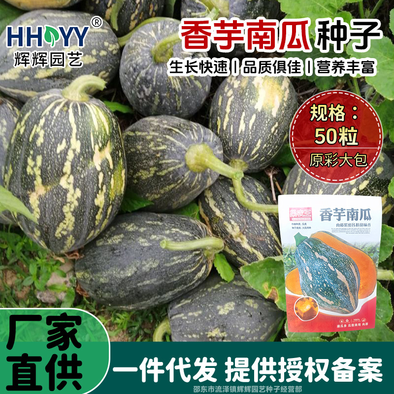 现货批发香芋南瓜种子香芋蜜本甜糯红甜栗南瓜种籽奶油南瓜种子