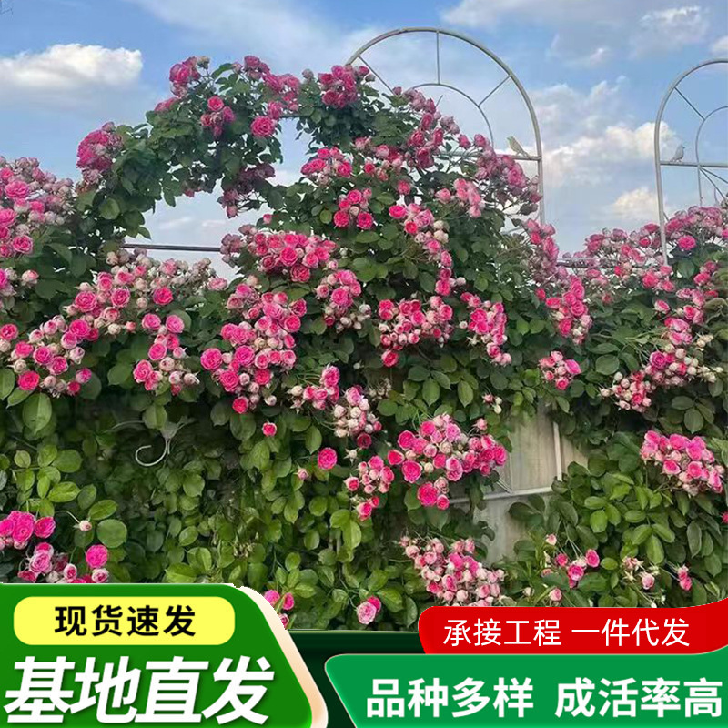 藤本月季花苗老桩特大花爬藤月季花四季开花爬墙盆栽玫瑰阳台花卉