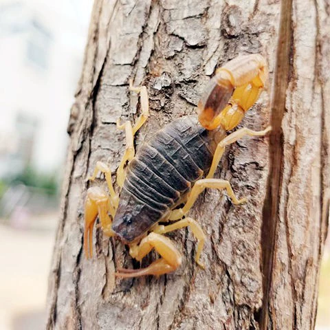 Живые саженцы разведения скорпионов Маленькие живые саженцы скорпионов