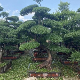 2411B ����ֱ�N �Ϙ��^���� �ܘ� ���� ���� ͥԺ�e�� ��2.5-3��