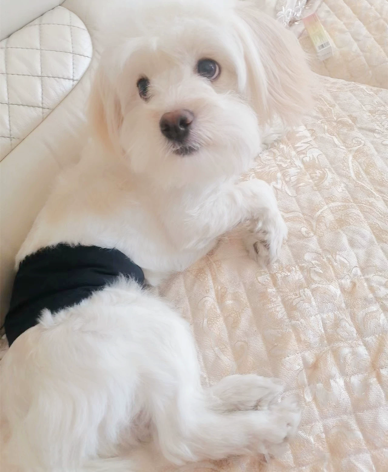 Factory Direct Pet физиологический с кобелем собаки Специальная любезность с собакой физиологические с кобелем собаки физиологические штаны Подгузники для домашних животных