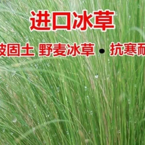 Семена ледяной травы Песчаная ледяная трава плоская ледяная трава, перо пшеничная трава холодного сезона