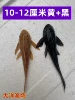 1 Huang Qingfu + 1 Black Qingfu 10-12cm