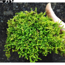 水陆缸活青苔藓植物假山造景白发藓生态瓶微景观多肉菖蒲盆景直销