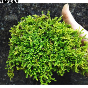Aquatic and Terrestrial Moss Plants, Rockery Landscaping, White Moss Ecological Bottle, Micro Landscape, Succulent Calamus Bonsai Direct Sale