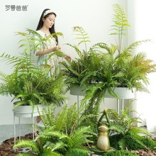 大束仿真植物手感软胶绿植仿真蕨类植物墙配材蕨草波斯草仿真植物