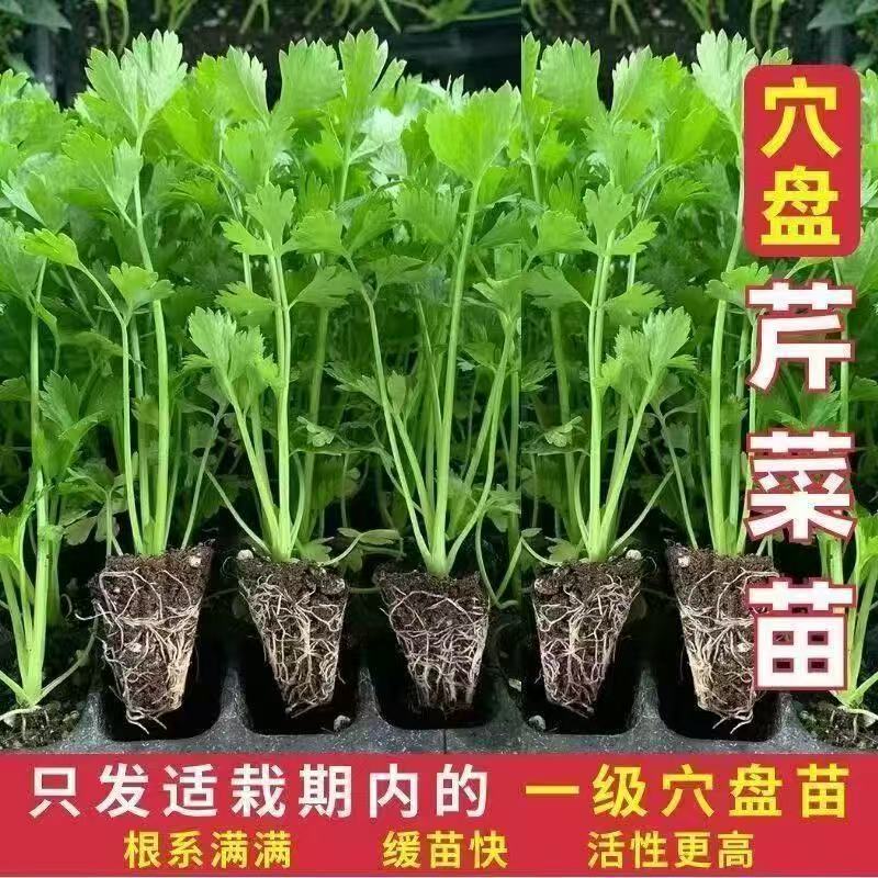 Authentic Queen Celery Seedlings with Soil, Four-Season Celery, High-Yield Celery Seedlings, Yellow Heart Celery Seedlings, Potted Plant Wholesale Link Authentic Queen Celery Seedlings with Soil, Four-Season Celery, High-Yield Celery Seedlings, Yellow Heart Celery Seedlings, Potted Plant Wholesale Link