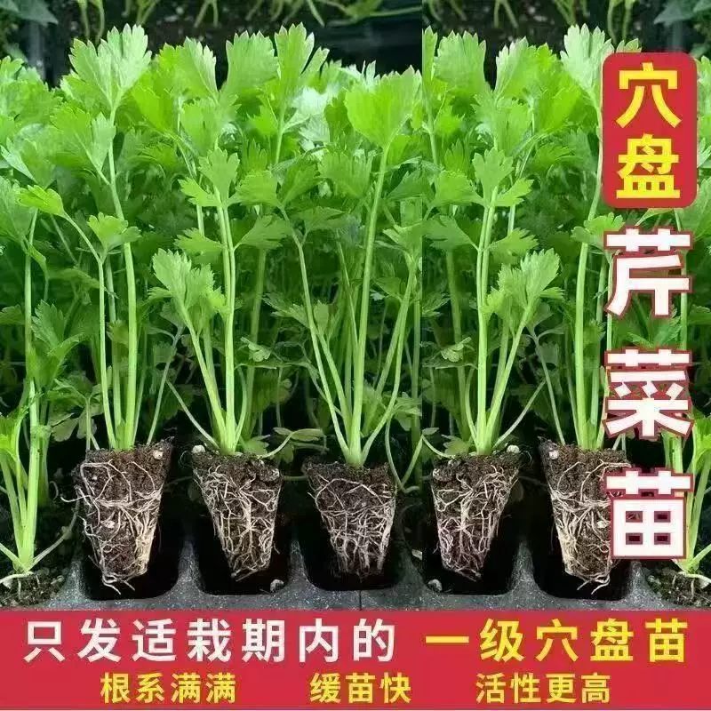 正宗皇后西芹苗带土四季香芹高产芹菜秧苗黄心芹菜苗盆栽批发链接