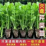 正宗皇后西芹苗带土四季香芹高产芹菜秧苗黄心芹菜苗盆栽批发链接