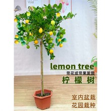 ˮʘԎʳÿ͏dGֲֲ̨ļY