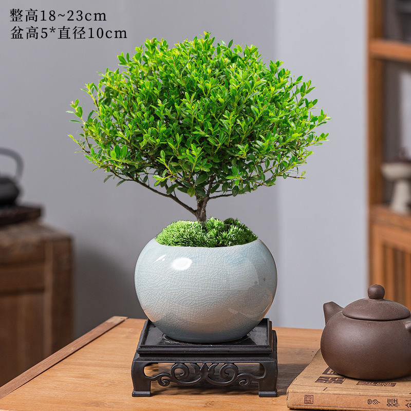 고급 작은잎 피니퍼스 + 아이스 글레이즈 라이트 그레이 화분 + 레진 사각 트레이 + 비료 [무료 이끼]