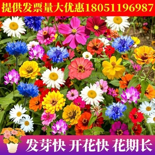 Cold-Resistant Flower Seeds, Perennial Wildflower Combination Seeds, Bloom All Year Round, Easy to Grow in the Courtyard and Outdoors