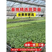 春播各种蔬菜苗秧苗大全四季西红柿辣椒番茄子黄瓜苗南方种籽种子