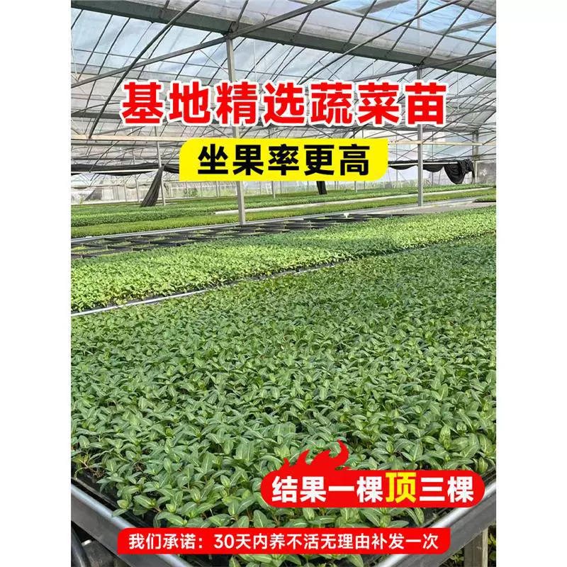 Весеннее посев различных рассады овощей, четырехсезонных помидоров, перца, семян помидоров, рассады огурцов, южных семян.