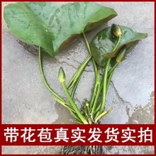 【睡莲带花苞】耐寒睡莲池塘水培植物鲜花水养庭院鱼缸睡莲花苗