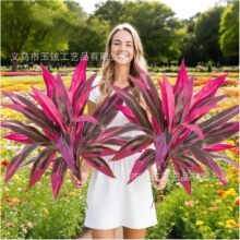 �羳�������ľ��Ѫ���콶�Gֲ���҃��쾰��ײ������P��ˇ�b�