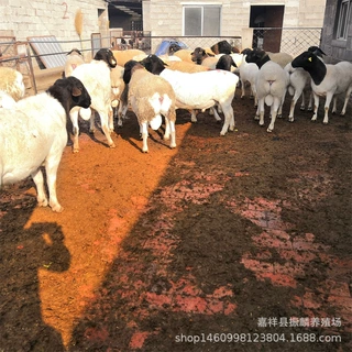 目前杜泊绵羊行情  杜泊绵羊小羊苗多少一只 山东养羊场