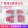 oral cavity suture train Model Stomatology Department Medical Science teaching train suture Practice Tooth modular
