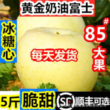 烟台黄金奶油富士苹果糖心当季整箱山东栖霞白苹果礼品盒一件代发