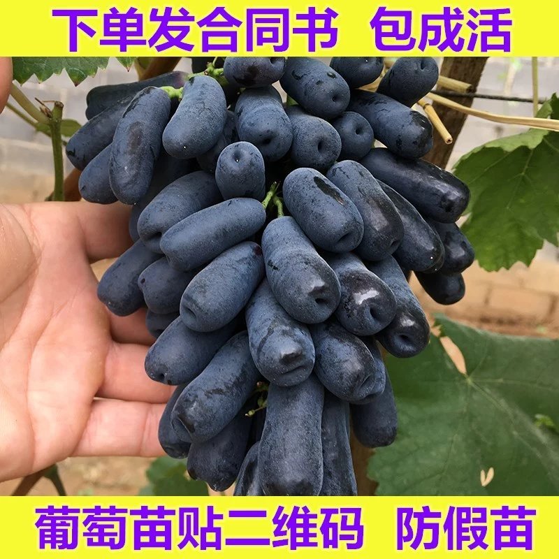 蓝宝石葡萄苗果树苗葡萄树苗爬藤盆栽地载南方北方种植当年结果