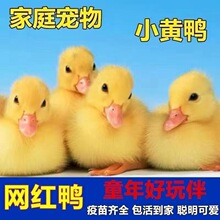 � ������С�S���ӻ�����_������»����^�p���Ơ�����С����