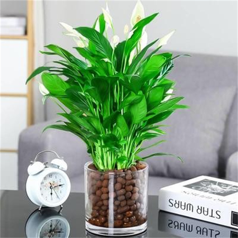 메인 사진 수경 특급 흰색 야자 6-8 식물 꽃 원형 실린더 + 세람사이트 + 영양 용액