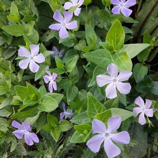 ���~�����m �L�����ٱ������� �\���~�������ļ������̨ͥԺ�Gֲ