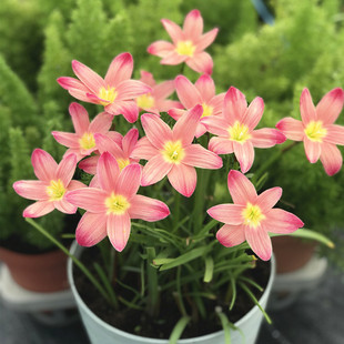 Rain Lily Bulbs Bloom in All Seasons, Double-Flowered Leek Orchid Onion Flower Seedlings, Indoor and Outdoor Courtyard Flower Beds, Cold-Resistant Potted Plants