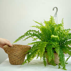 草编盆波士顿蕨室内空调顶冰箱顶垂吊观叶悬挂吊挂挂墙蕨类denxp