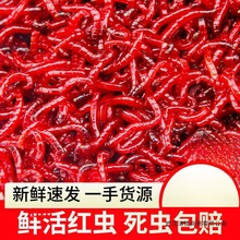 鲜活红虫活饵特大号公虫喂鱼饵拉饵钓鱼蚯蚓天津鲫鱼野钓饵料