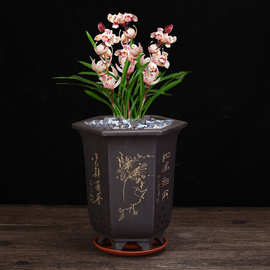 紫砂兰花盆君子兰蝴蝶兰盆惠建兰创意个性陶瓷阳台六角盆景盆批发