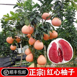 ���Ә���t�ļt�����ּ޽����t���ֹ�������Ϸ������Nֲ����Y��