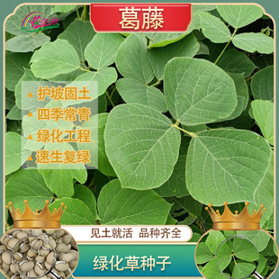Seeds for Climbing Vines and Ground Cover Plants, Including Oil Hemp Vines, Suitable for Landscaping and Garden Projects, Cold-Resistant, Drought-Tolerant, and Fast-Growing