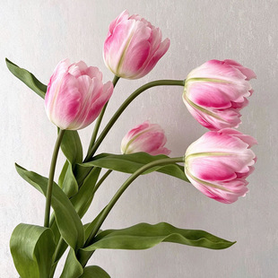 ��Ʒ ���������� ����ٻ��ҾӲ͏dܛ�b�OӋ�[�� �b������l