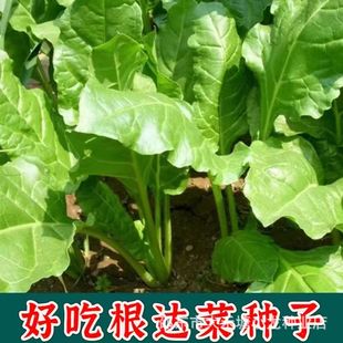 �G���_�˷N�Ӳ������Ұ�˷N���߲˴��������˷N���ļ��ﶬ��