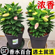 �ٺϻ��N����ˮ�ٺ϶༾�_�����B���ֲ���҃��⻨�����Ի��N��