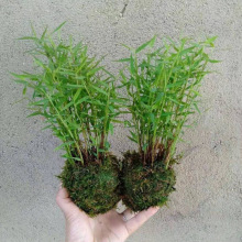 水培植物观音竹室内盆栽苔藓球小叶米竹桌面绿植好养易活竹子花