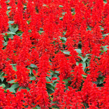 ���l���^���@�@�־G���N�Ӽ�ͥ����һ���t���ܷN�Ӱ����t���N��