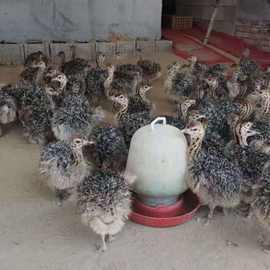 四川鸵鸟养殖场 出售鸵鸟 鸵鸟苗  一级脱温鸵鸟 苗的价格