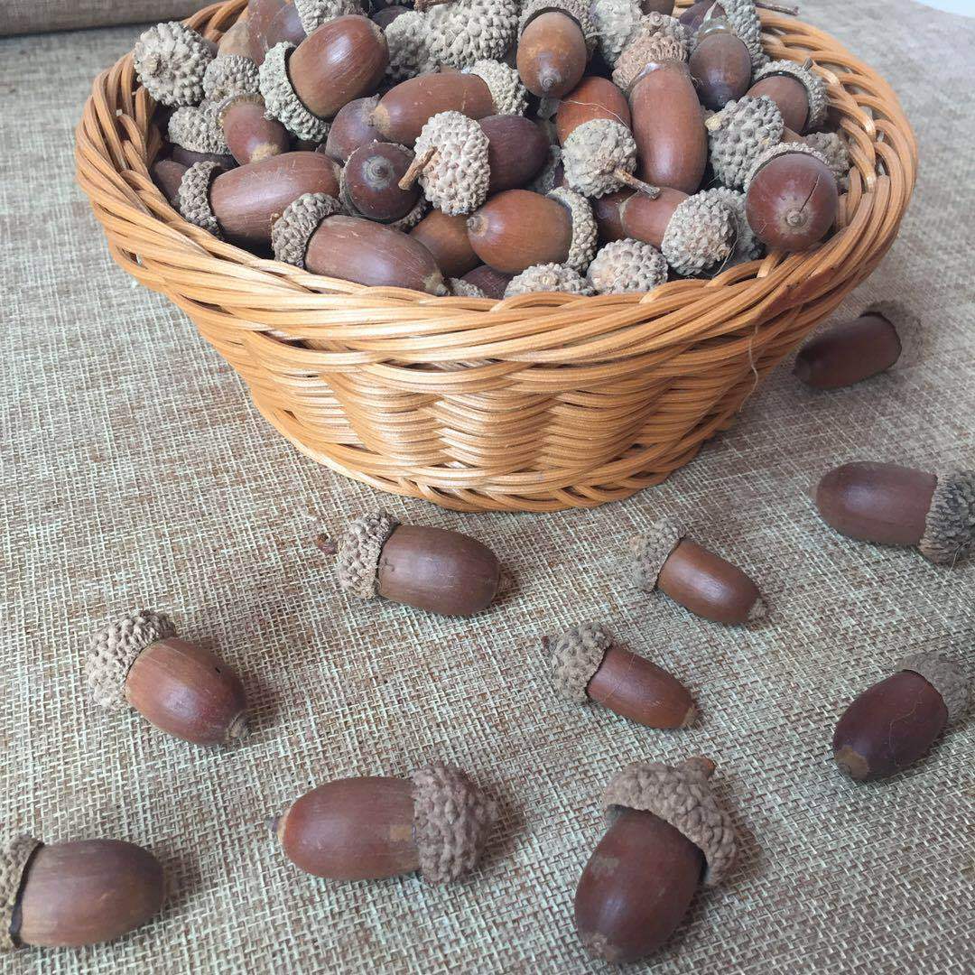 榛果干花大橡果拍照道具DIY材料干花橡栗果花艺材料永生橡果叶子-阿里巴巴