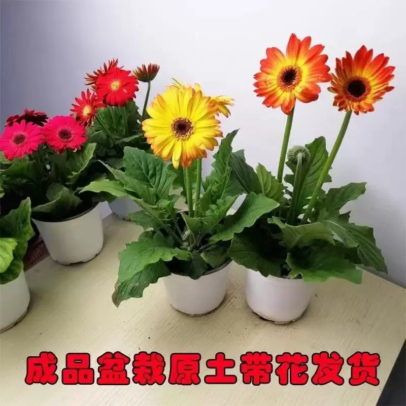 [Доставка с цветами] Гербера Гербера в горшке для балкона, для внутреннего и наружного двора, цветочная основа в горшке, прямая доставка