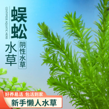 蜈蚣草绿菊浮萍水草新手阴性有茎类后景鱼缸装饰植物增氧净化水质