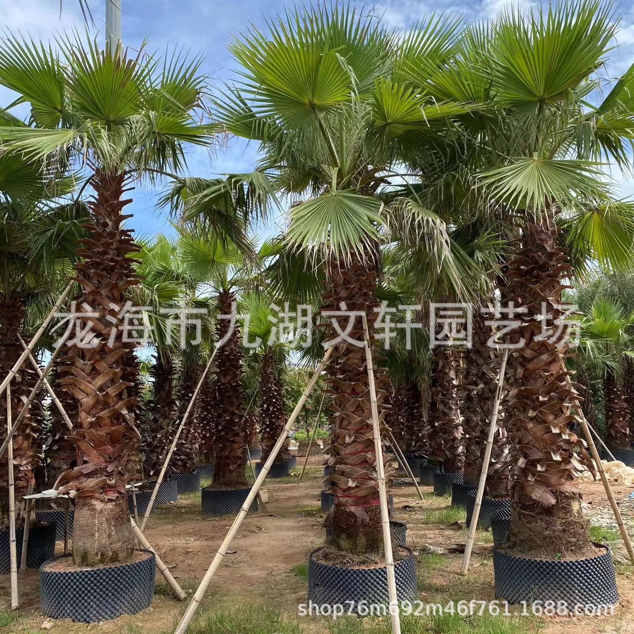 老人葵移植货2-6米杆基地价格 热带植物棕榈树行道树老人葵批发