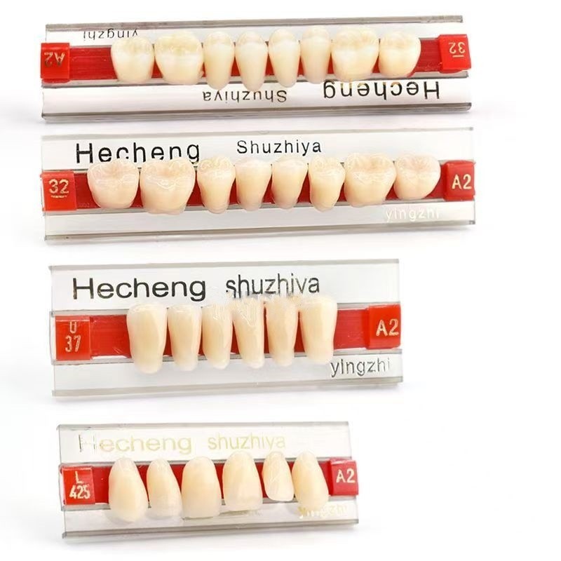 歯科用硬質合成樹脂歯口腔 A2 色義歯加工多層色合成樹脂歯口腔材料|undefined