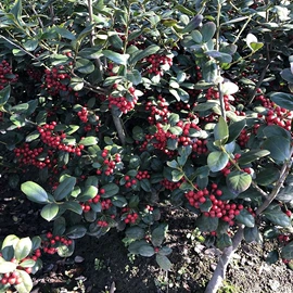 乔木;种子;园林果树