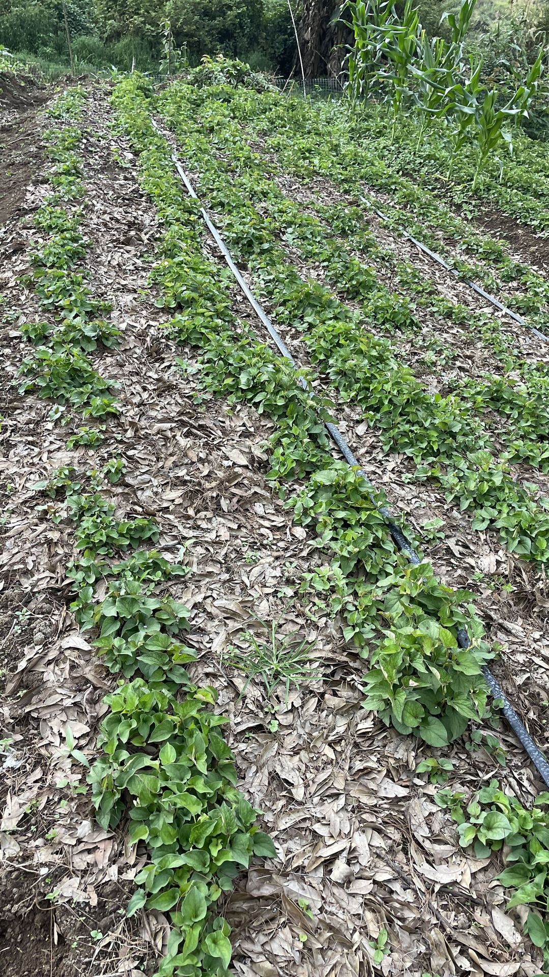 鱼腥草种植2 (9).jpg