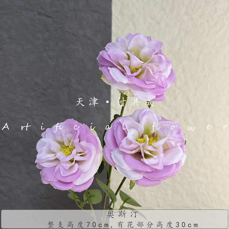 3개의 머리 오스틴-라이트 퍼플