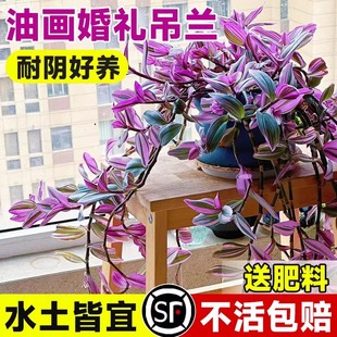 �ͮ���Y���m�����҃��̨����ֲ������ˮ��ֲ�����Gֲ�̨����