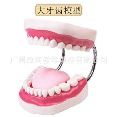 oral cavity Healthcare nursing Tooth Model Nursery teaching aids children Brush teeth Toys Tooth Stomatology Department Show Structure