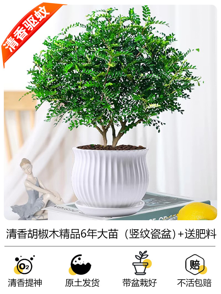 프리미엄 6년근 모기향(세로무늬 도자기 화분) + 무료비료 + 세람사이트